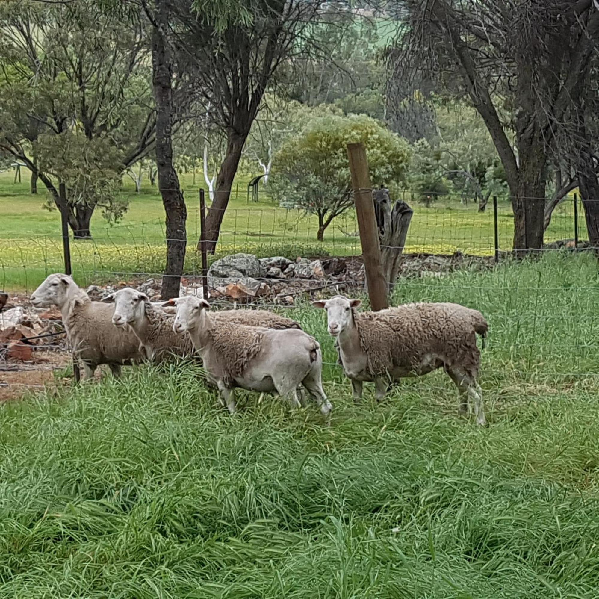 Pecan Hill Bnb Toodyay Экстерьер фото